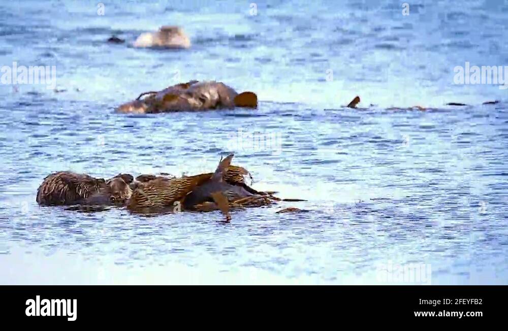 Sea otter water group Stock Videos & Footage - HD and 4K Video Clips