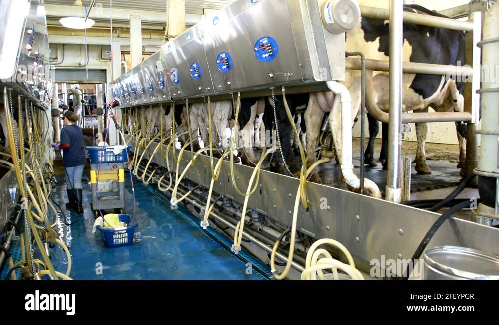 Dairy Farm Milking Operation 2 Stock Video Footage - Alamy