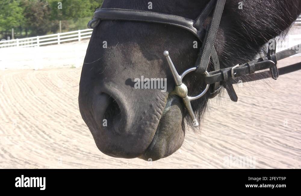 Horses lip Stock Videos & Footage HD and 4K Video Clips Alamy