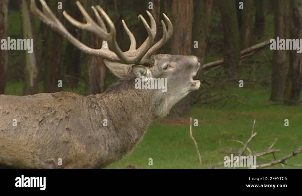 Deer scream Stock Videos & Footage HD and 4K Video Clips Alamy