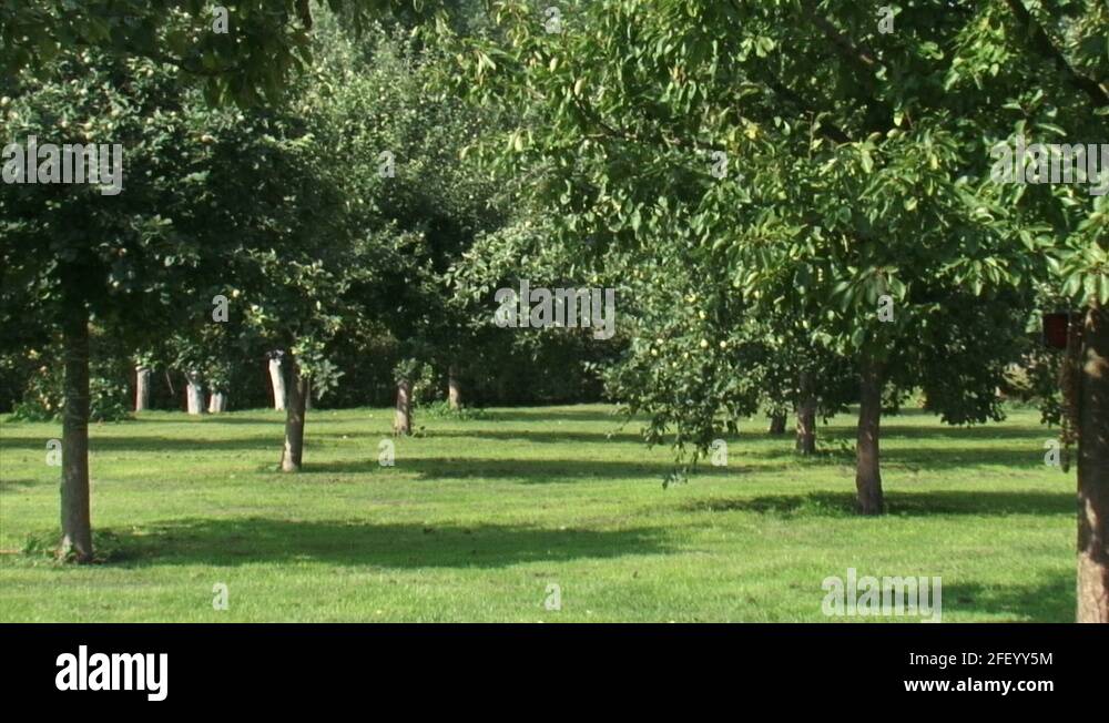 Mixed fruit orchard Stock Videos & Footage HD and 4K Video Clips Alamy