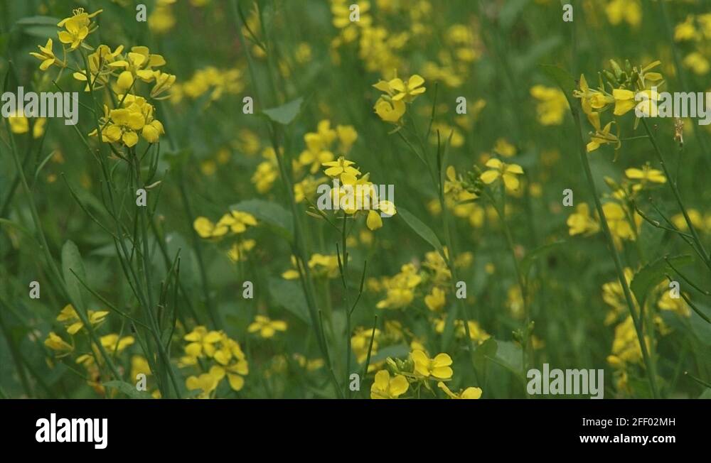 Brassica nigra leaves Stock Videos & Footage HD and 4K Video Clips