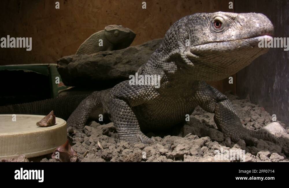 Savannah reptile lizard monitor scale claws varanidae animal food eat