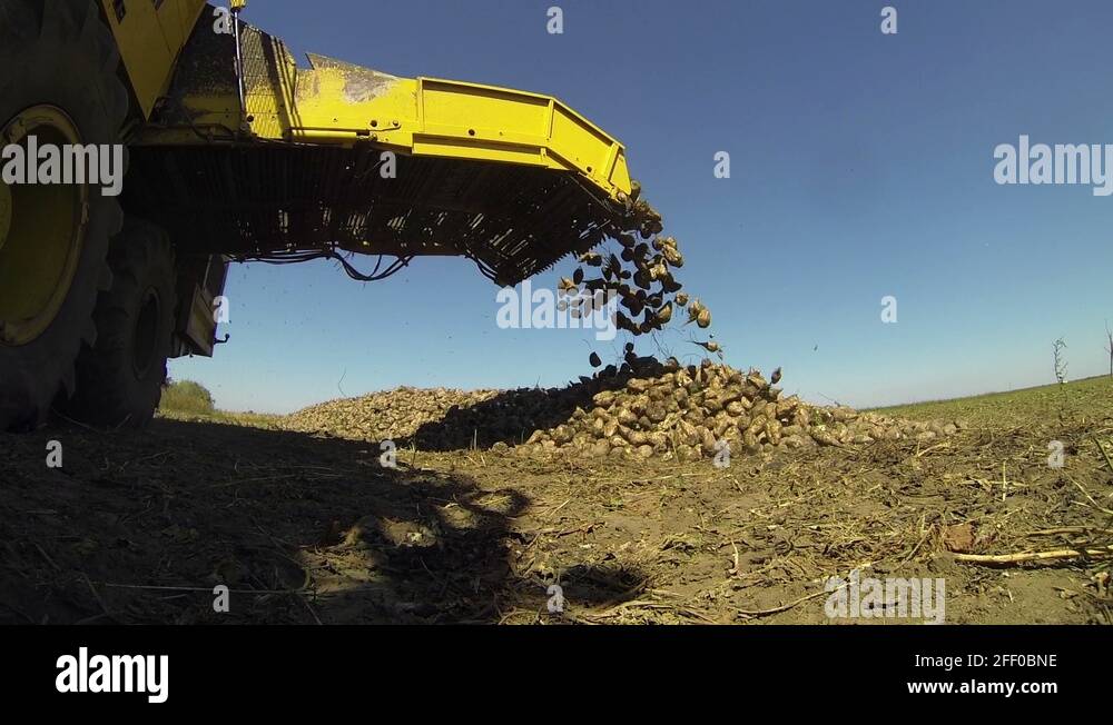 Sugar beets harvesting Stock Videos & Footage HD and 4K Video Clips