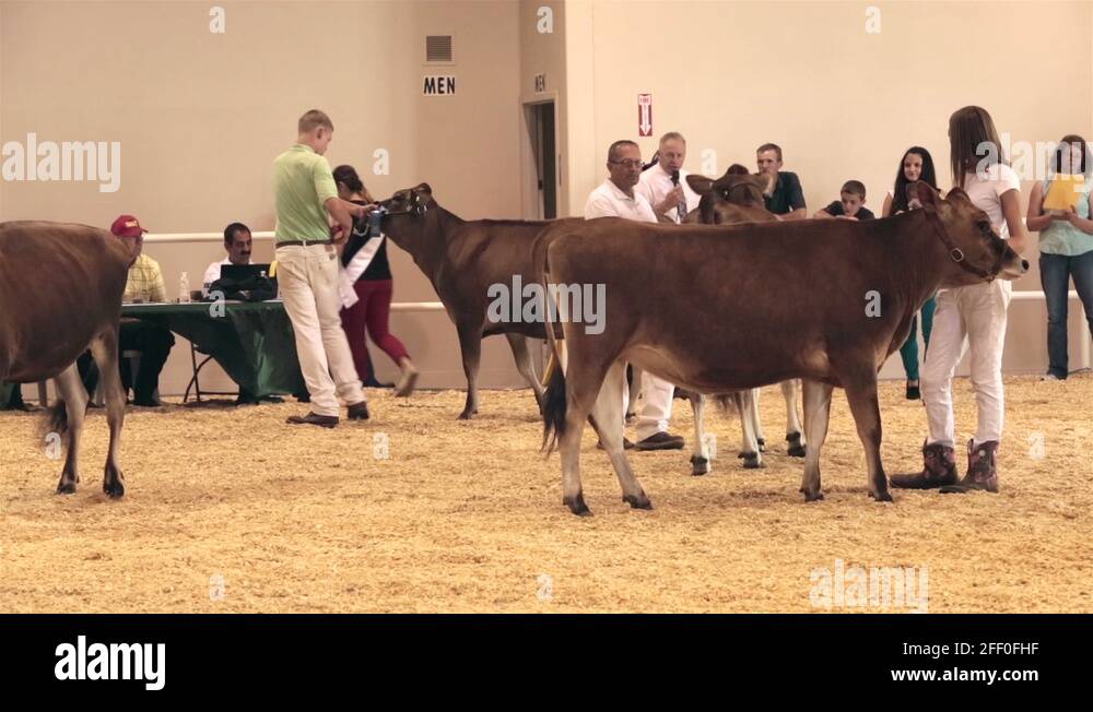 State Fair cattle judge during show competition HD 9604 Stock Video