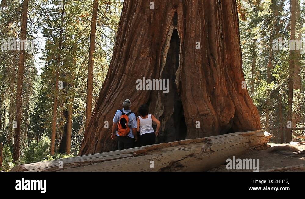 Redwood tree sequoioideae sequoia Stock Videos & Footage - HD and 4K ...
