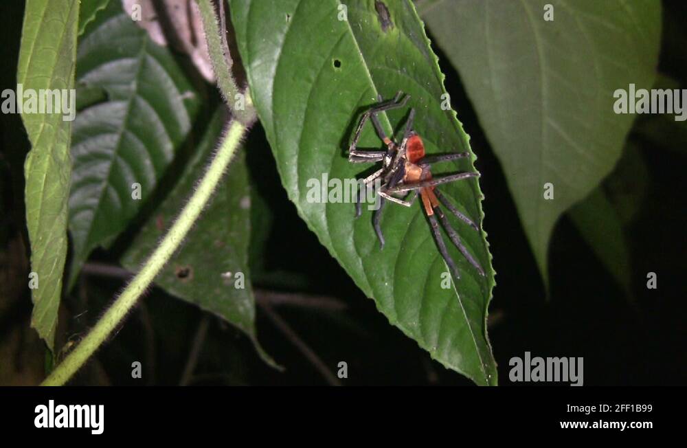 Zoom to Platorid crab spiders mating in the rainforest understory Stock
