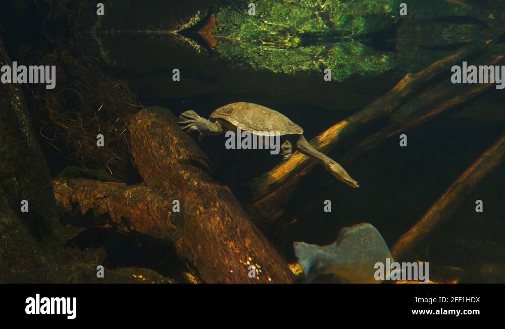 Australian freshwater fish Stock Videos & Footage - HD and 4K Video ...