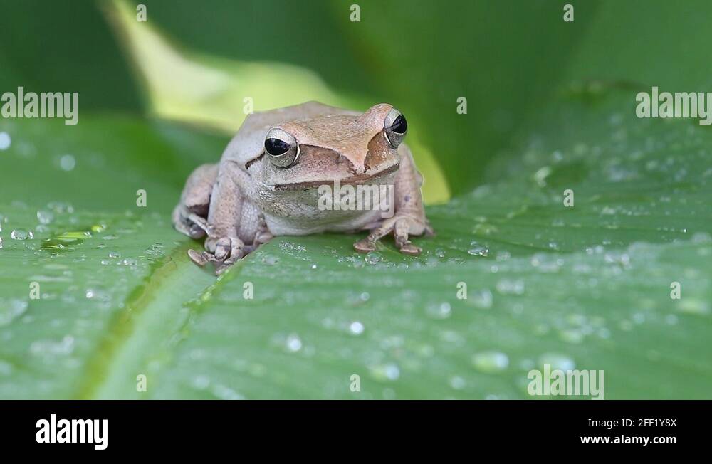 Tree frog in nature Stock Videos & Footage - HD and 4K Video Clips - Alamy