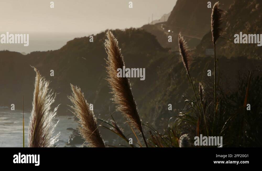 Pampas Grass Big Sur Stock Video Footage Alamy