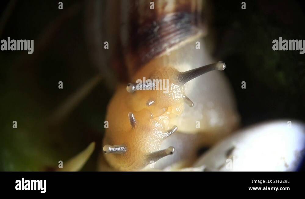 Breeding of snails Stock Videos & Footage HD and 4K Video Clips Alamy