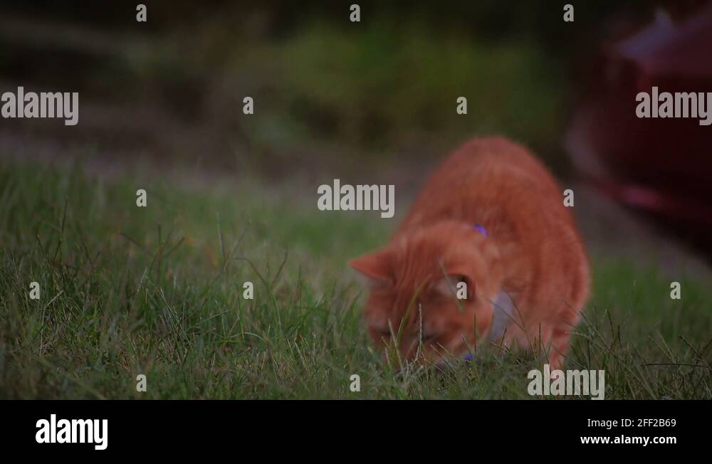 House Cat Stalks Prey 3654 Stock Video Footage Alamy