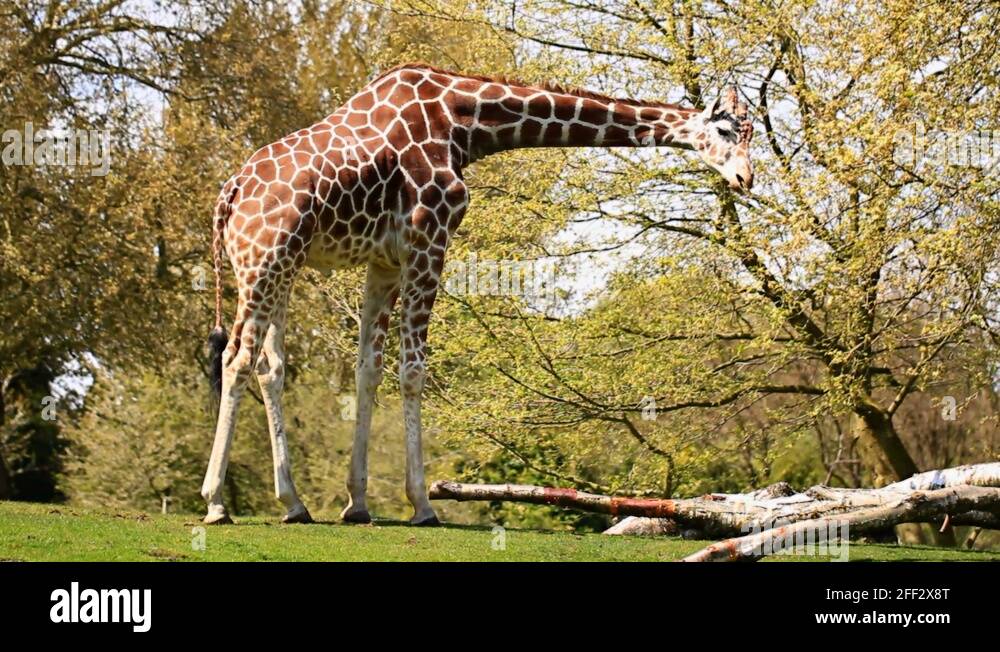 Creative giraffe Stock Videos & Footage - HD and 4K Video Clips - Alamy