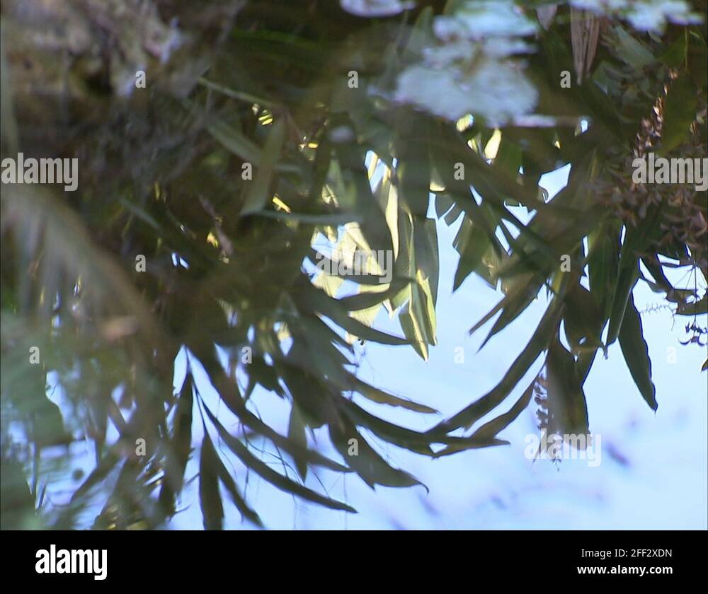 Plants Stock Videos Footage Hd And 4k Video Clips Alamy