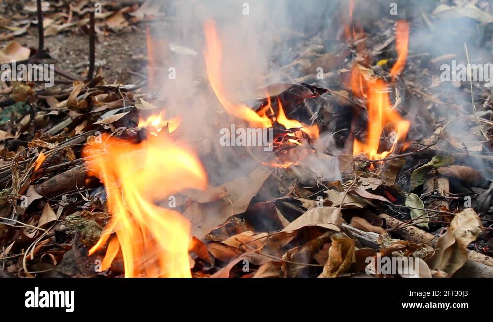 Fire burning Stock Video Footage Alamy