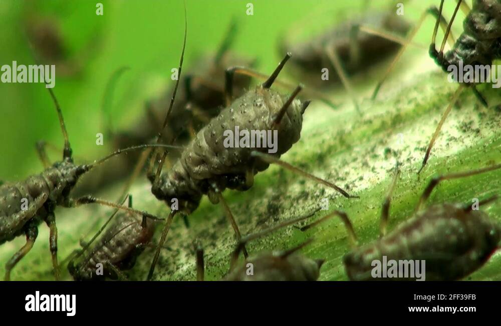 Honeydew from aphids Stock Video Footage Alamy