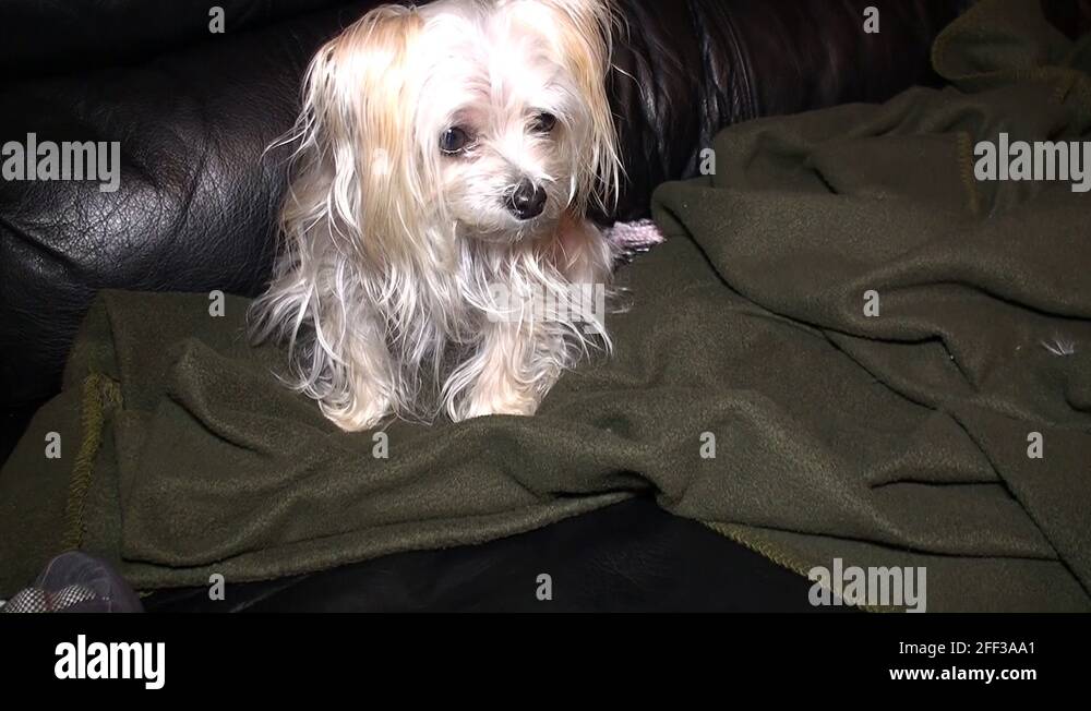 Hairs dog Stock Videos & Footage HD and 4K Video Clips Alamy