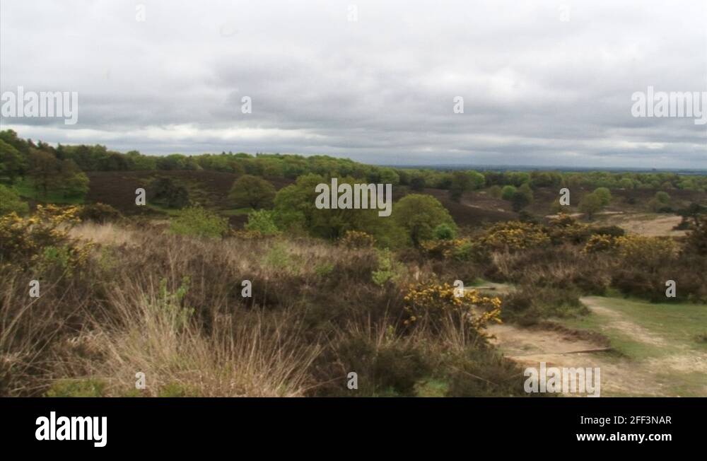 Furze hill Stock Videos & Footage HD and 4K Video Clips Alamy