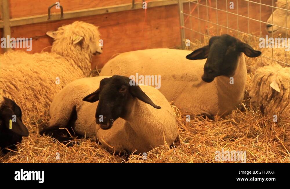 Sheep in a pen sheep in a pen Stock Videos & Footage HD and 4K Video