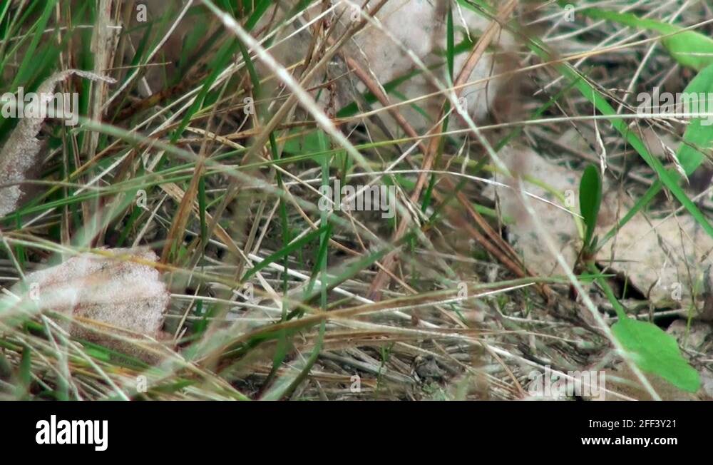 Amanita white spots Stock Videos & Footage HD and 4K Video Clips Alamy