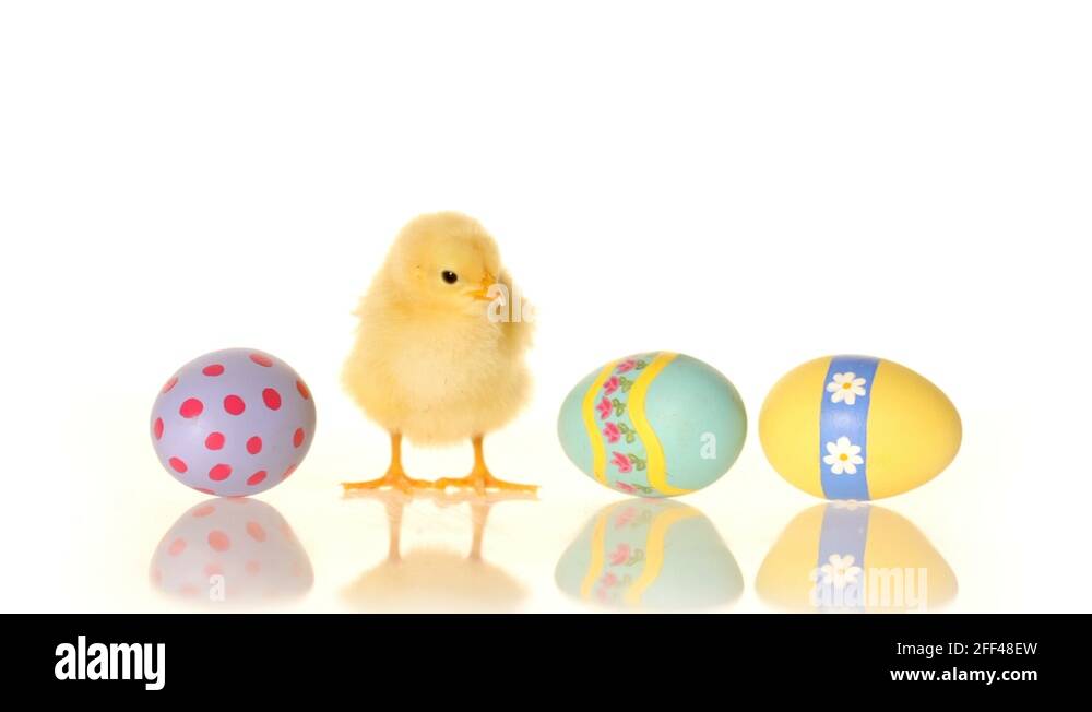 Easter eggs and baby chick Stock Video Footage Alamy