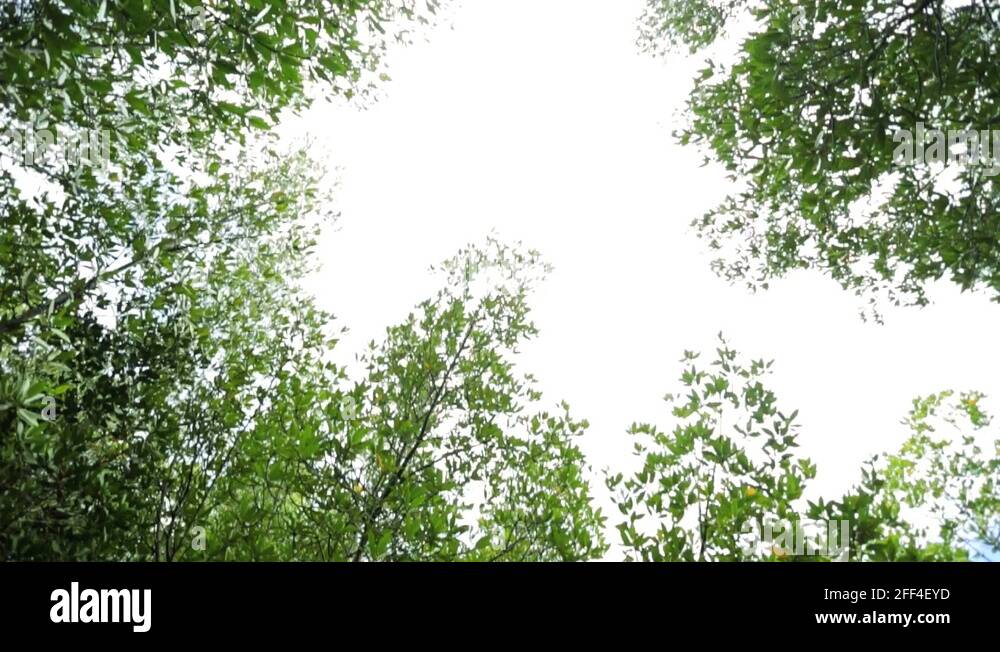 Tall canopy trees Stock Videos & Footage HD and 4K Video Clips Alamy