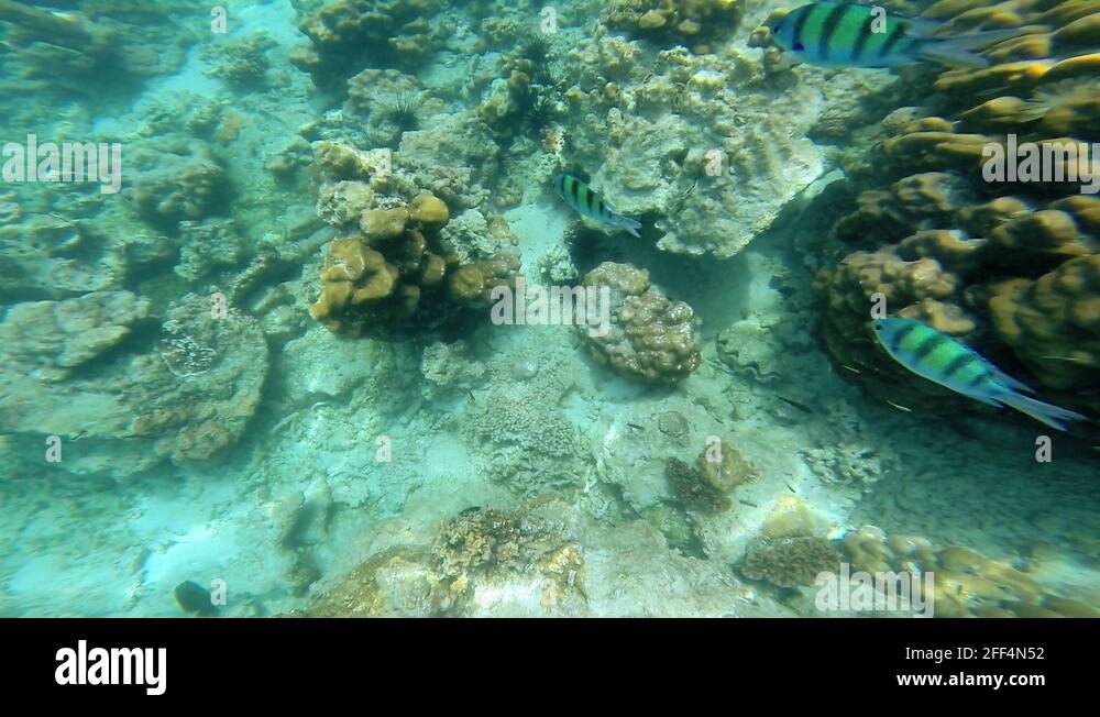 Rainforests of the sea coral reefs, Southern Hemisphere Stock Video ...