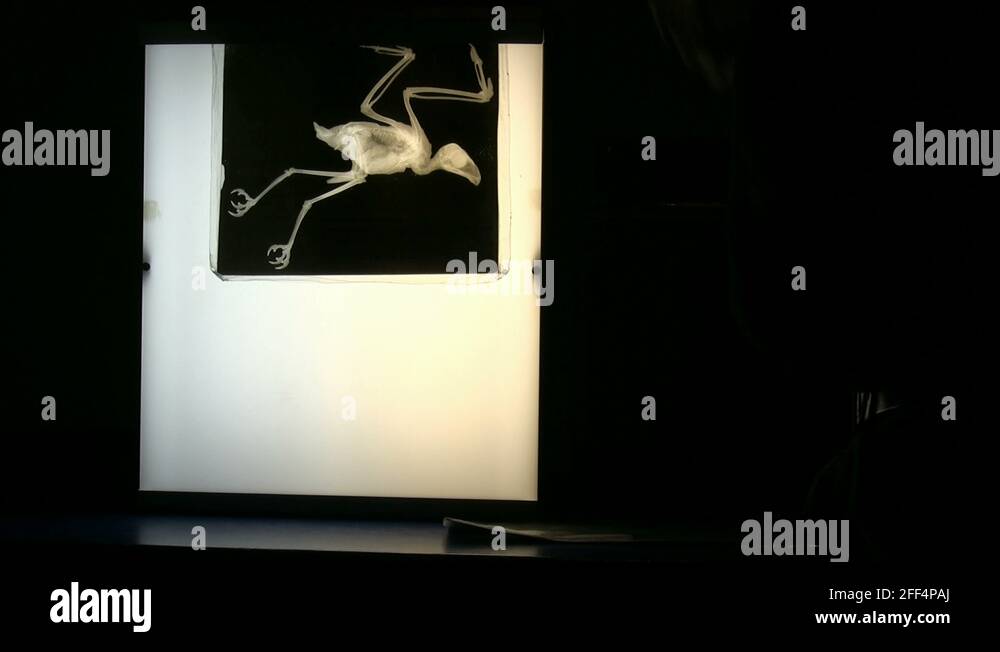 Lizard Hand X Rays Xray of lizard Stock Videos & Footage - HD and 4K Video Clips - Alamy
