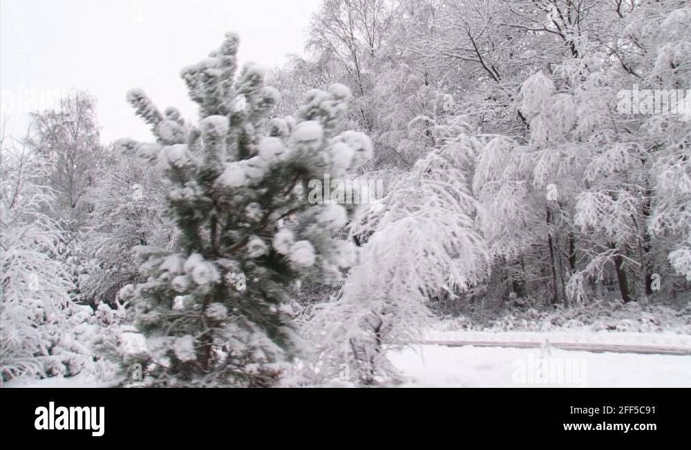 Birch and beech trees Stock Videos & Footage HD and 4K Video Clips Alamy