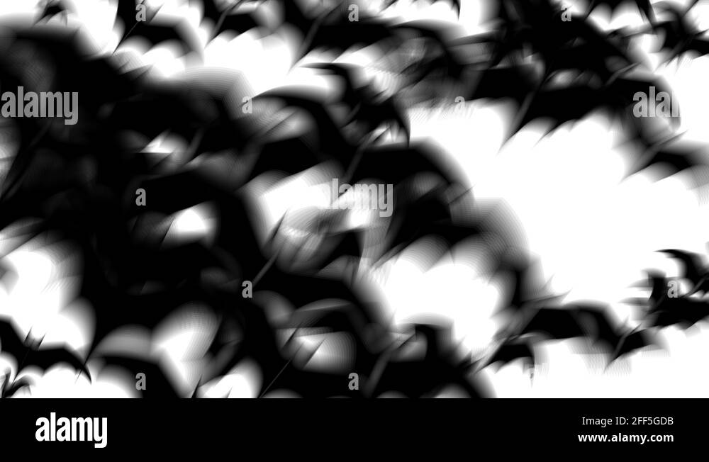 Group of bats Stock Videos & Footage HD and 4K Video Clips Alamy