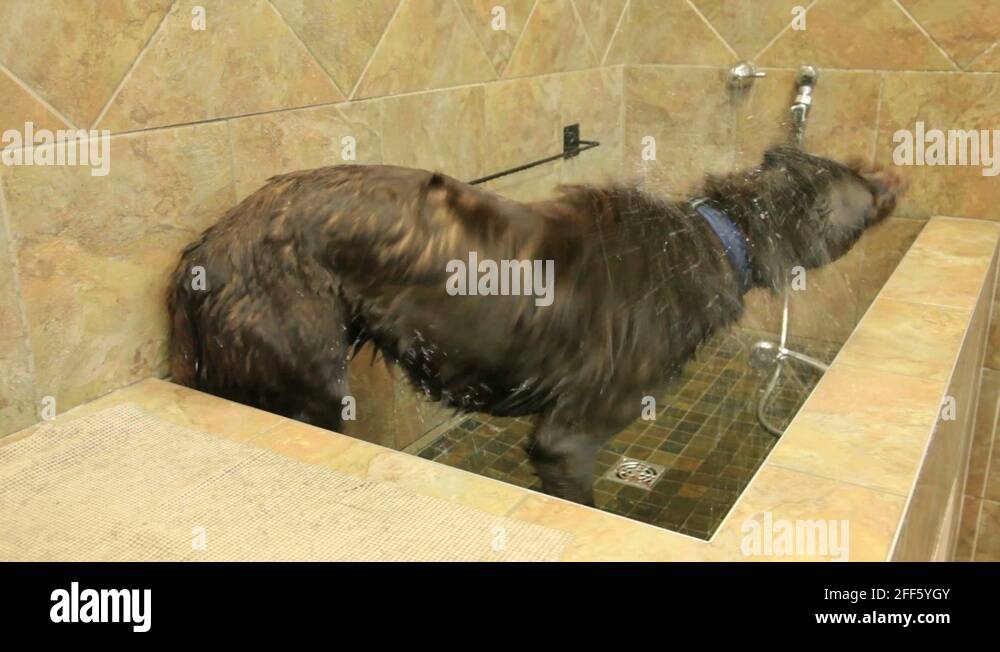 Washing dog labrador Stock Videos & Footage HD and 4K Video Clips Alamy