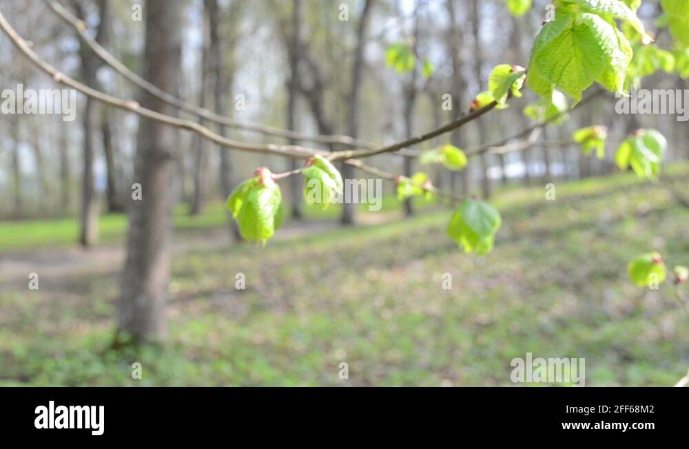Linden lime tree Stock Videos & Footage HD and 4K Video Clips Alamy