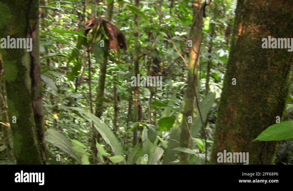 Curare vine liana chondrodendron tomentosum menispermaceae huaorani