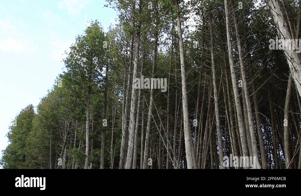 Tall skinny trees Stock Videos & Footage HD and 4K Video Clips Alamy