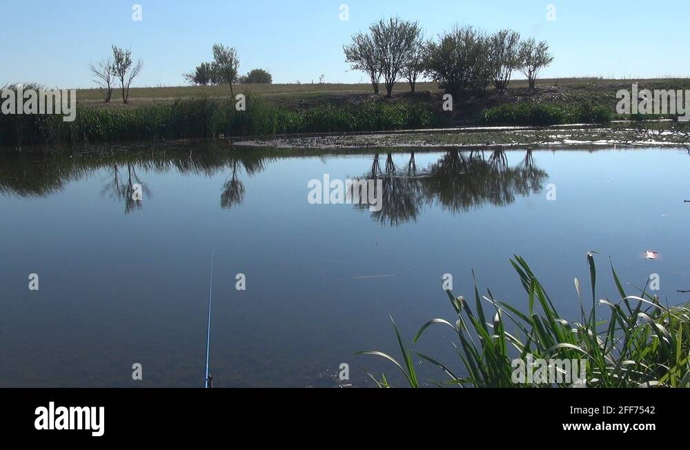 Pond with tree line Stock Videos & Footage - HD and 4K Video Clips - Alamy