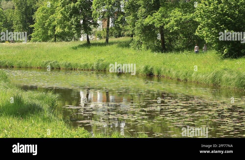 Plants for sunny locations Stock Videos & Footage HD and 4K Video