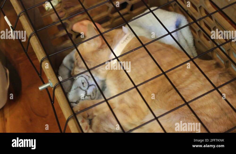 Cat in crate Stock Videos & Footage HD and 4K Video Clips Alamy