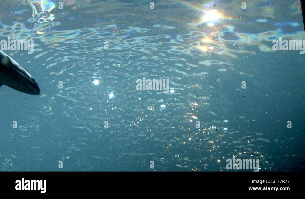 Fish Stock Videos Footage Hd And 4k Video Clips Alamy