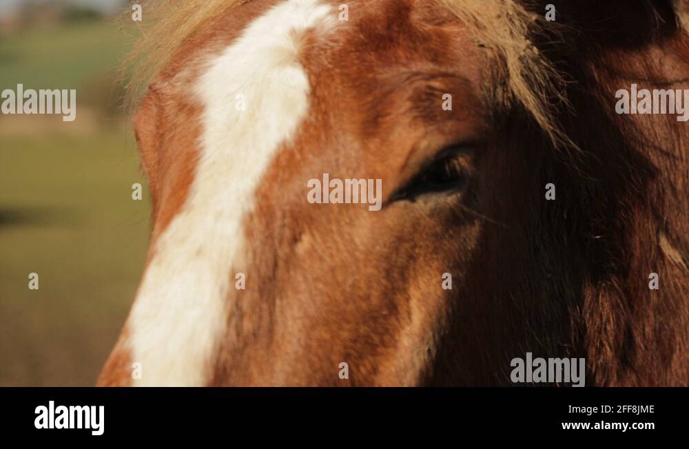 Horse plot Stock Videos & Footage HD and 4K Video Clips Alamy