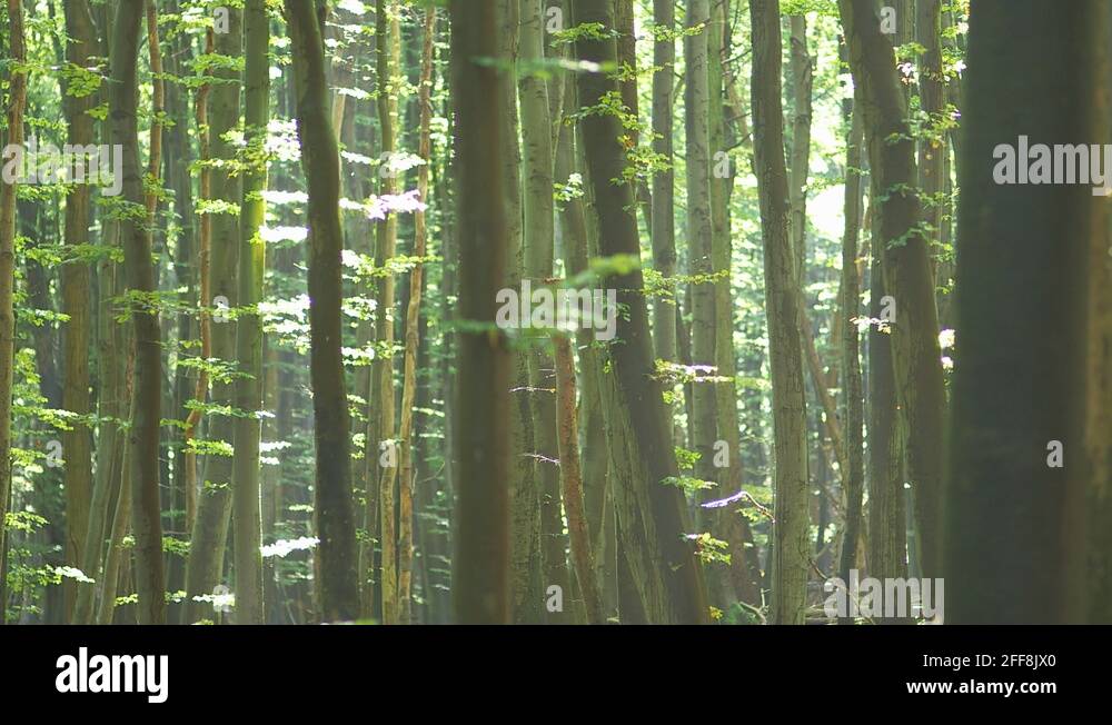 Tree trunks trunks Stock Videos & Footage HD and 4K Video Clips Alamy