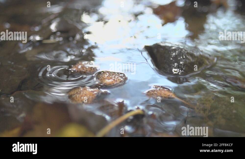 Beechnuts Stock Videos & Footage HD and 4K Video Clips Alamy