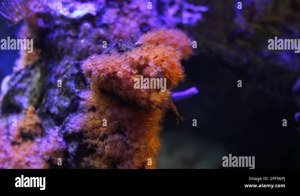 live fish tank hd screensavers live fish tank hd screensavers