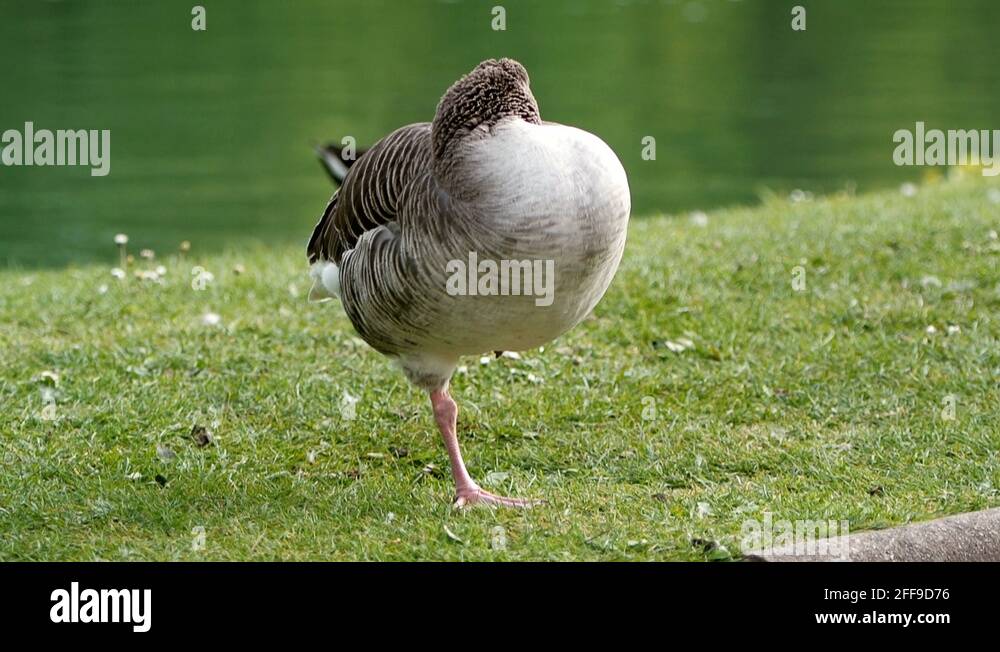 Гусь на одной ноге. Гуси лебеди. Гусь на одной ноге. Гусь на одной ноге. Гусь стоит на одной ноге.
