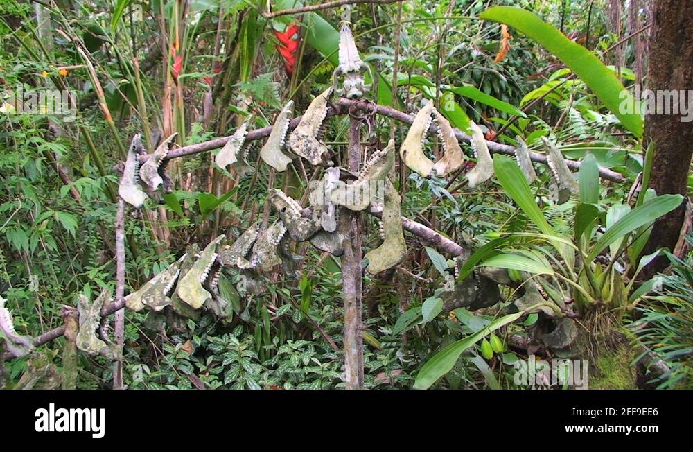 The jaw bone Stock Videos & Footage HD and 4K Video Clips Alamy