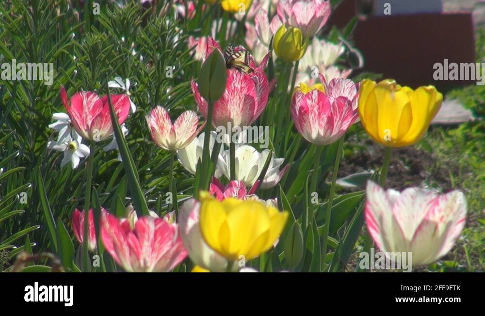 Butterfly tulip Stock Videos & Footage HD and 4K Video Clips Alamy