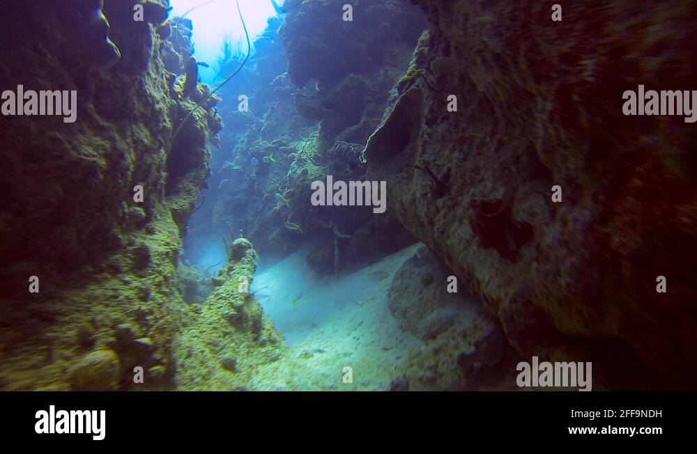Caribbean Underwater Canyon Stock Video Footage Alamy