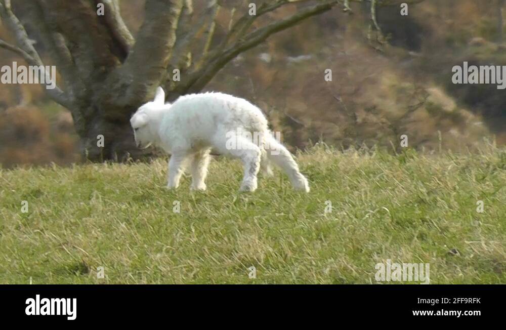 Shaking its body Stock Videos & Footage HD and 4K Video Clips Alamy