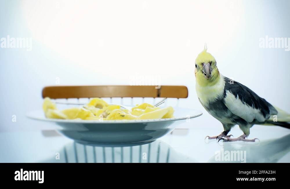 Bird stealing food Stock Videos & Footage HD and 4K Video Clips Alamy