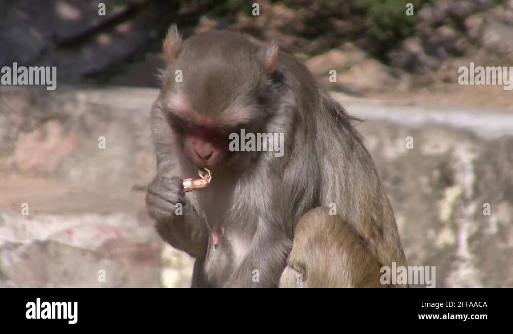 Peanut eating monkey Stock Videos & Footage - HD and 4K Video Clips - Alamy
