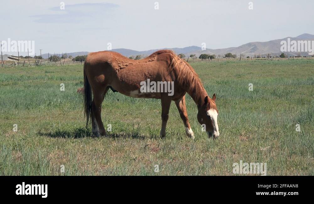 Horse sway back Stock Videos & Footage HD and 4K Video Clips Alamy